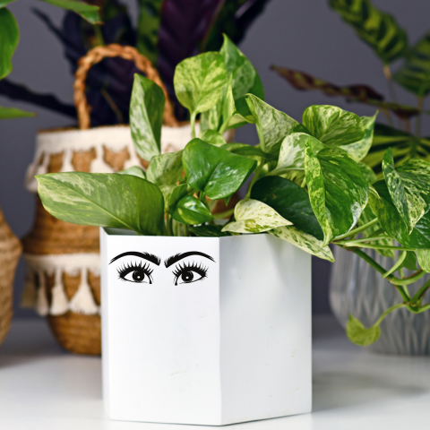 Marble Queen Pothos For Office