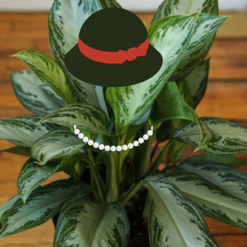 Chinese Evergreen For Office