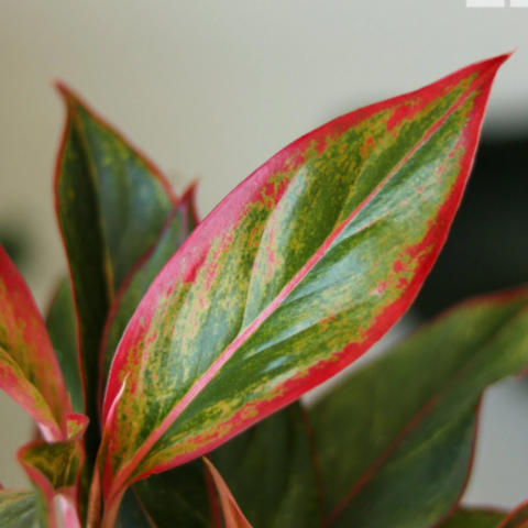 Chinese Evergreen Plant