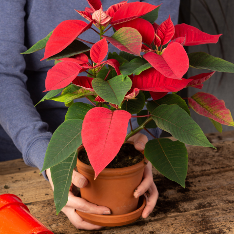 How to Transplant Poinsettia