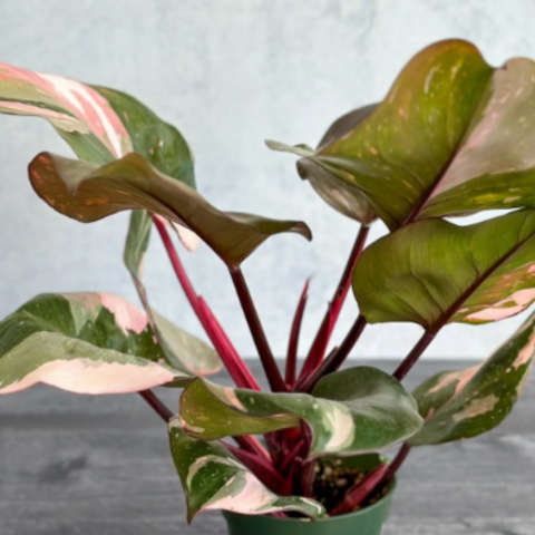 Pink Princess Philodendron For Sale