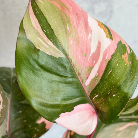 Pink Princess Philodendron For Sale