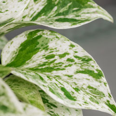 Marble Queen Pothos For Sale Online