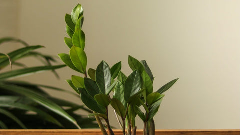 Zamioculcas zamiifolia