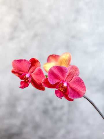 Should You Water Orchids With Ice Cubes? Here's What Experts Say