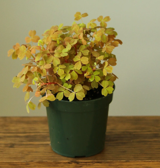 Aurea Oxalis - Ed's Plant Shop