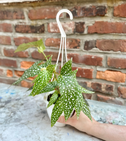 Begonia Hanging Basket For Sale