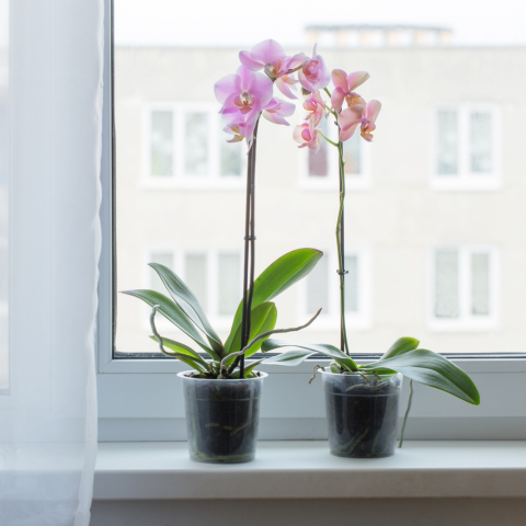 Orchid For Sale Online