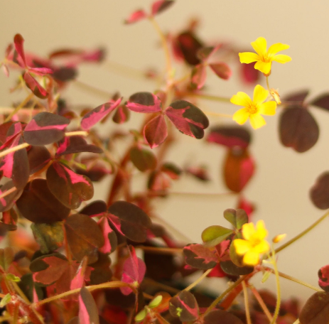 Candy Cane Oxalis