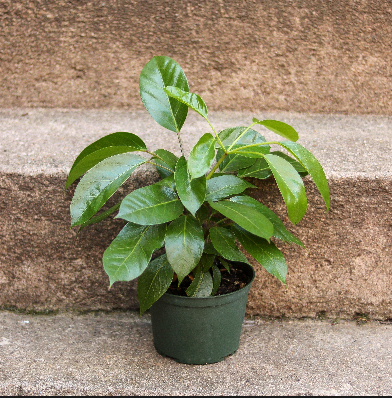 best Plant for New York City Apartments