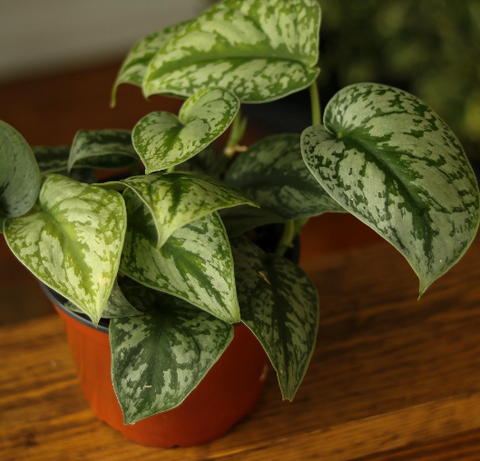 Best Houseplant For NYC Apartments