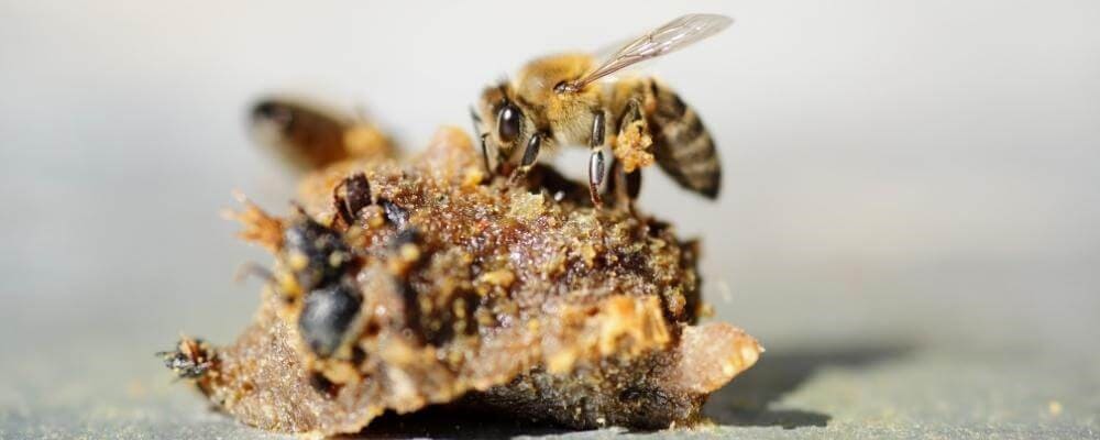 abeille pose mange propolis