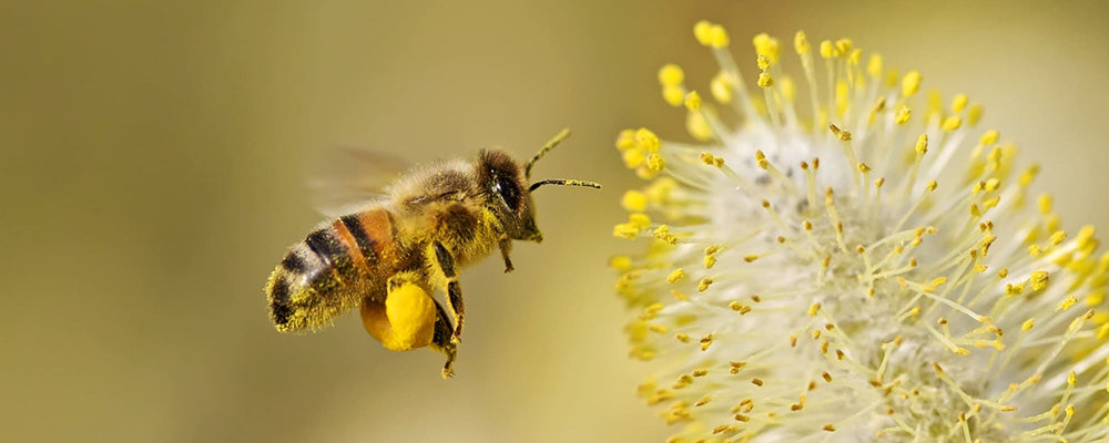 abeille transport pollen fleur