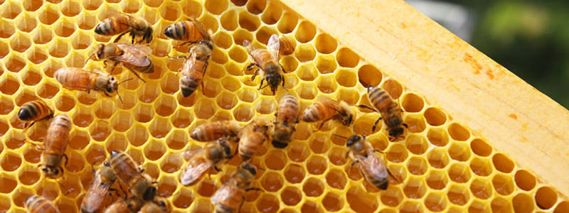 abeilles ruche gelée royale