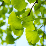 plante actif ginkgo