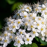 actif plante reine des prés