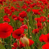 coquelicot actif