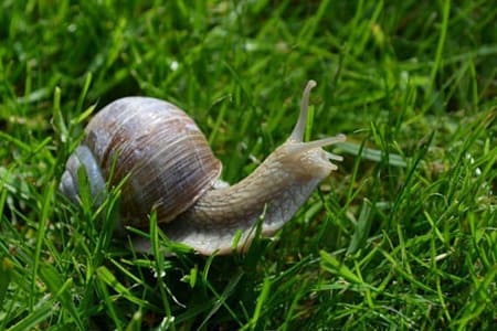 escargot herbe nature