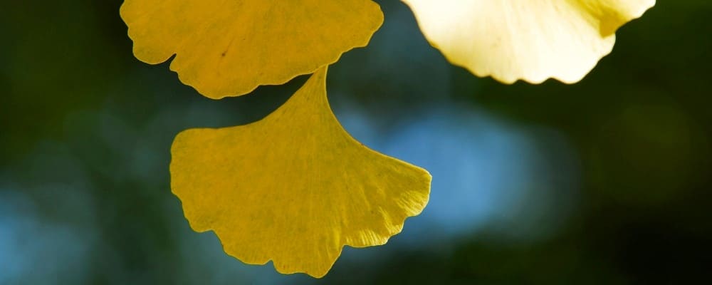 feuilles ginkgo biloba