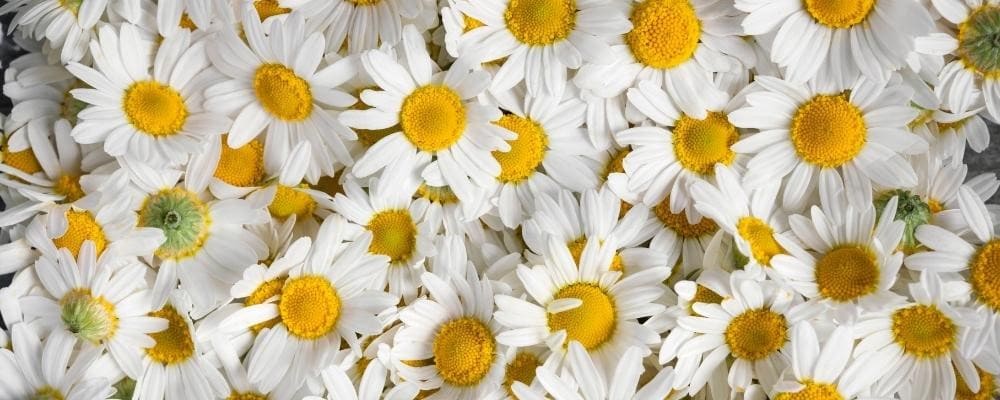 Phytothérapie : 15 fleurs pour se sentir bien – Phytoceutic