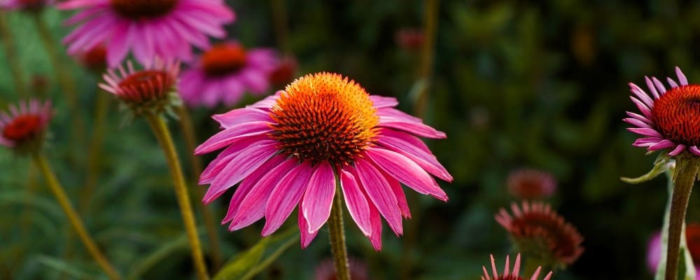 fleurs echinacea angustifolia