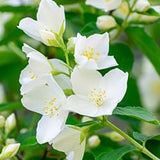 fleurs jasmin blanc