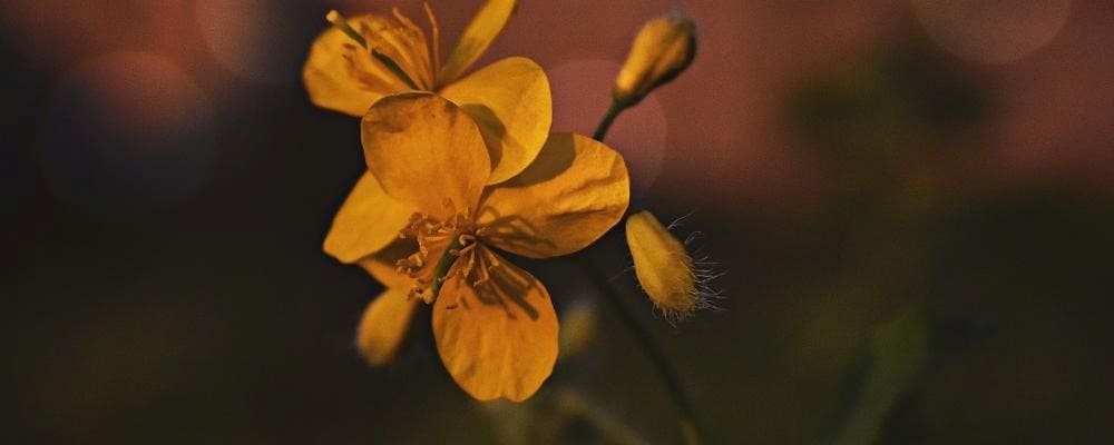 focus fleur onagre sombre