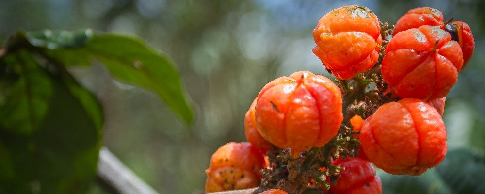 fruits rouges baies graines guarana