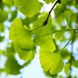 Ginkgo