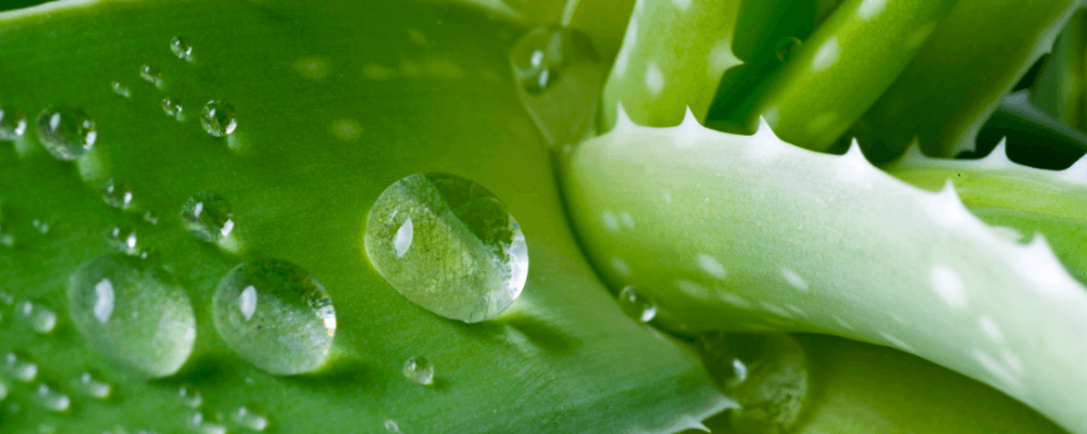 gouttes eau plante aloe vera