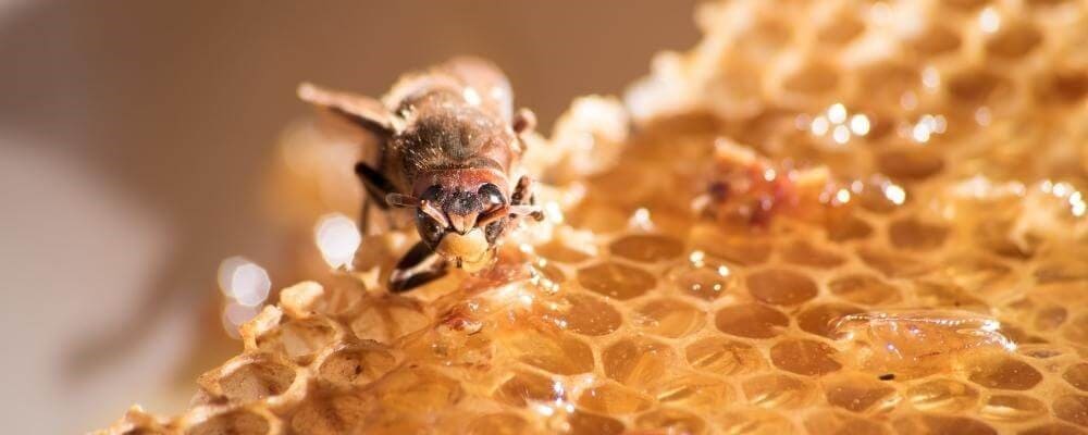 gros plan abeille alveoles