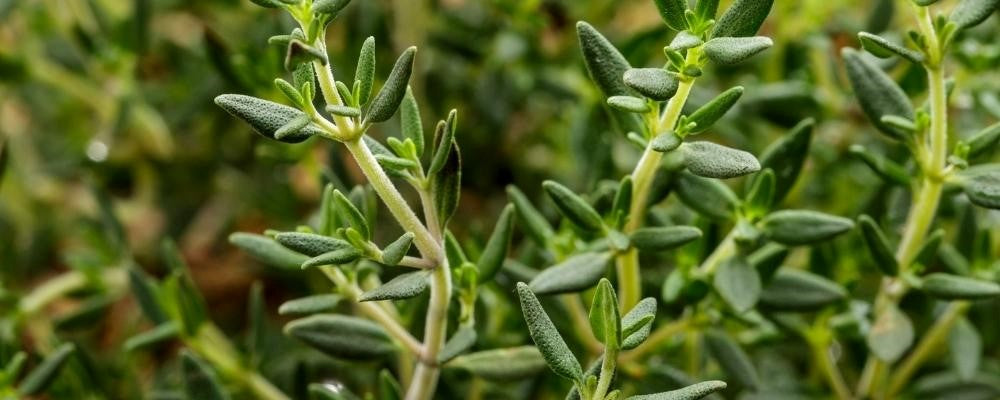 Le thym, une plante aromatique aux nombreux bienfaits – Phytoceutic