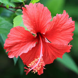 Hibiscus