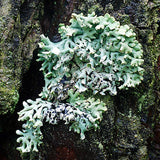 Lichen