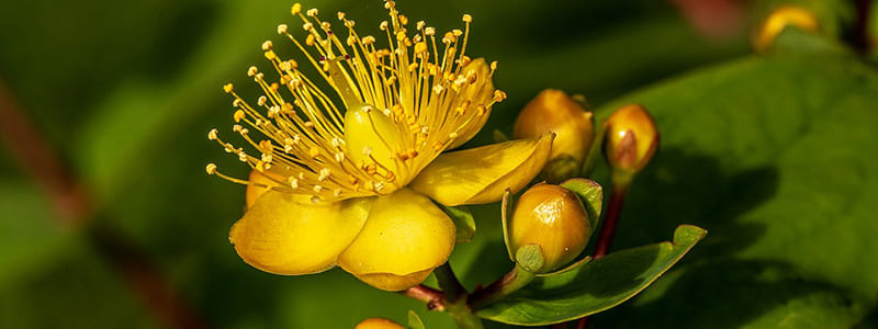 fleur plante