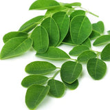 moringa