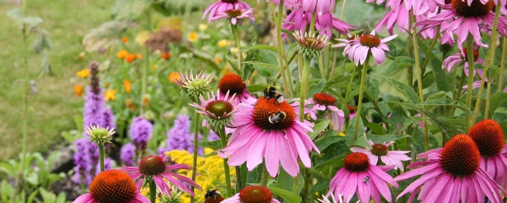 nature fleurs abeilles butinent echinacee