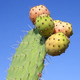 nopal