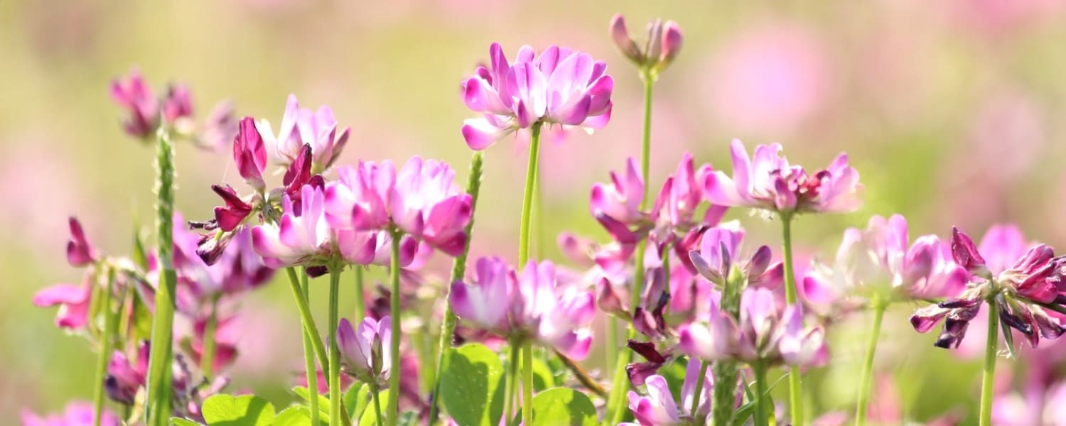 petites fleurs mauves astragale