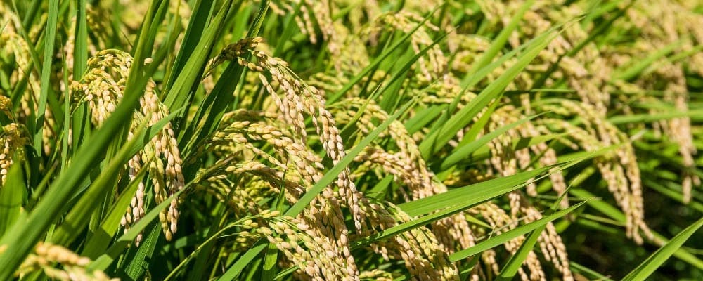 riz riziere