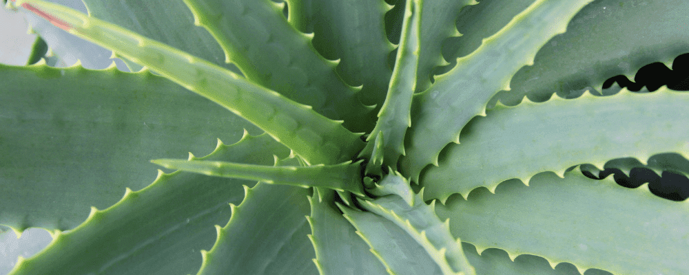 zoom feuilles plante aloe vera