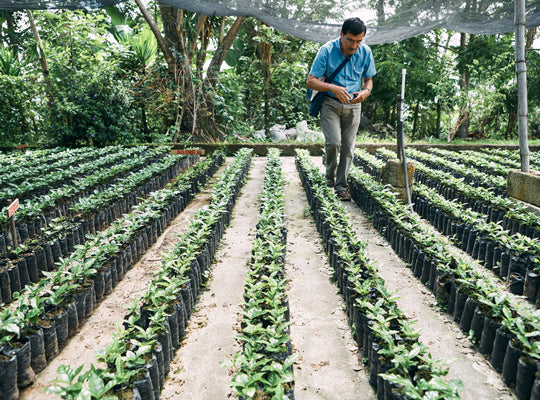 https://cdn.shopify.com/s/files/1/0439/7645/8397/files/Market_Lane_WCR_Guatemala_Seedlings.jpeg?v=1613539044