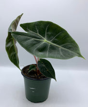 Load image into Gallery viewer, Alocasia Pink Dragon 4in
