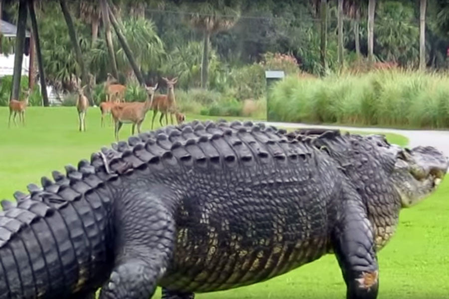 12ft Gator on Fripp Island Golf Course South Carolina