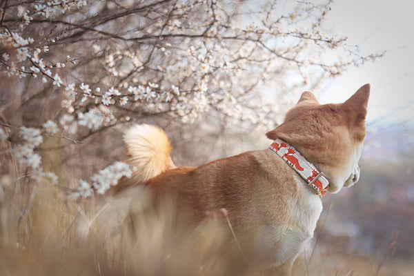 Fox Festival Collar