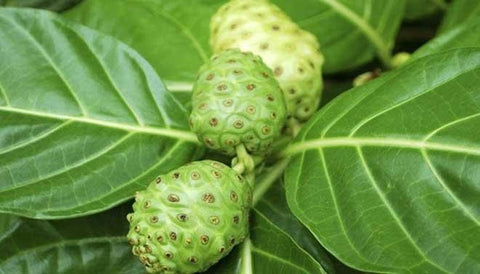 Noni fruit power 