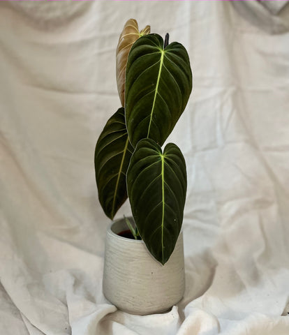 Philodendron Melanochrysum houseplant gift Mothers day ideas plant flowers
