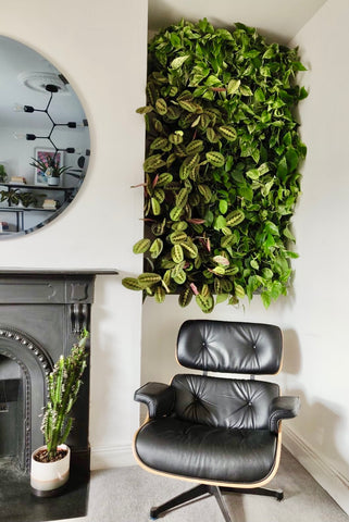 Home office Ireland houseplants home decor living wall