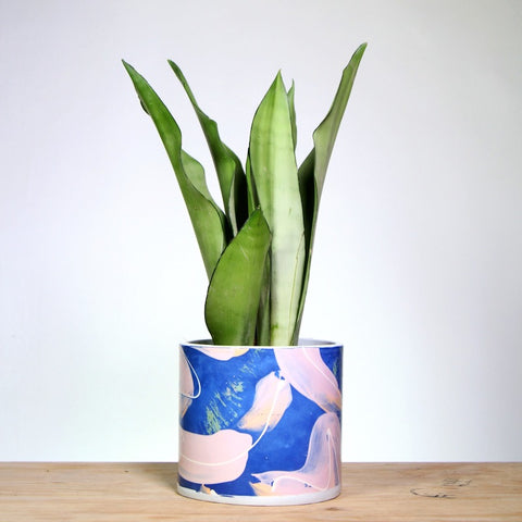 Moonshine snake plant in blue handmade pot 