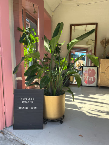 Newly painted pink door at Hopeless Botanics with a sign that says Hopeless Botanics Opening Soon